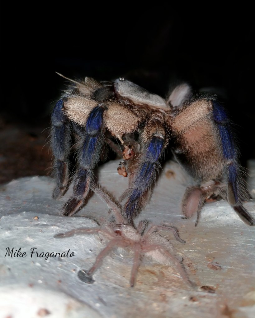 Monocentropus balfouri