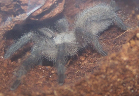 Monocentropus balfouri