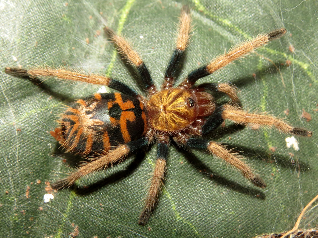 Muffet (♂ Chromatopelma cyaneopubescens 0.75")