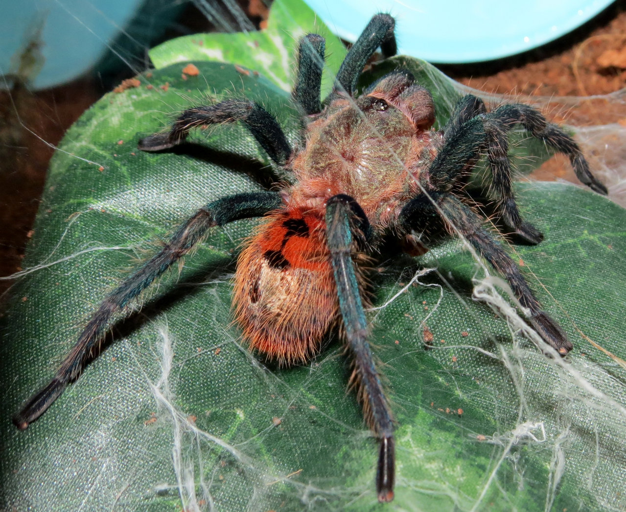 Muffet (♂ Chromatopelma cyaneopubescens 3")