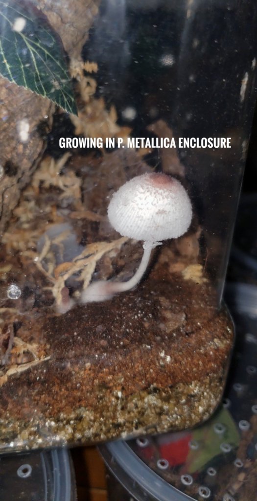 Mushroom in P. metallica enclosure