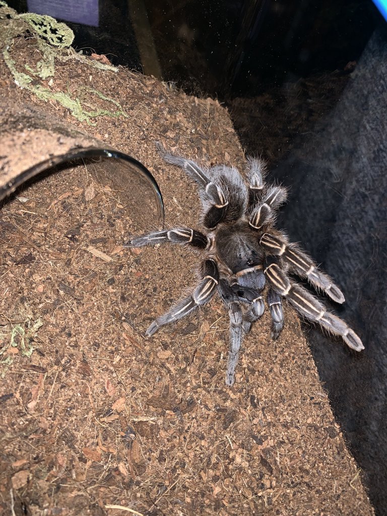 My 2nd T. -  A. seemanni - Ares now Nike!