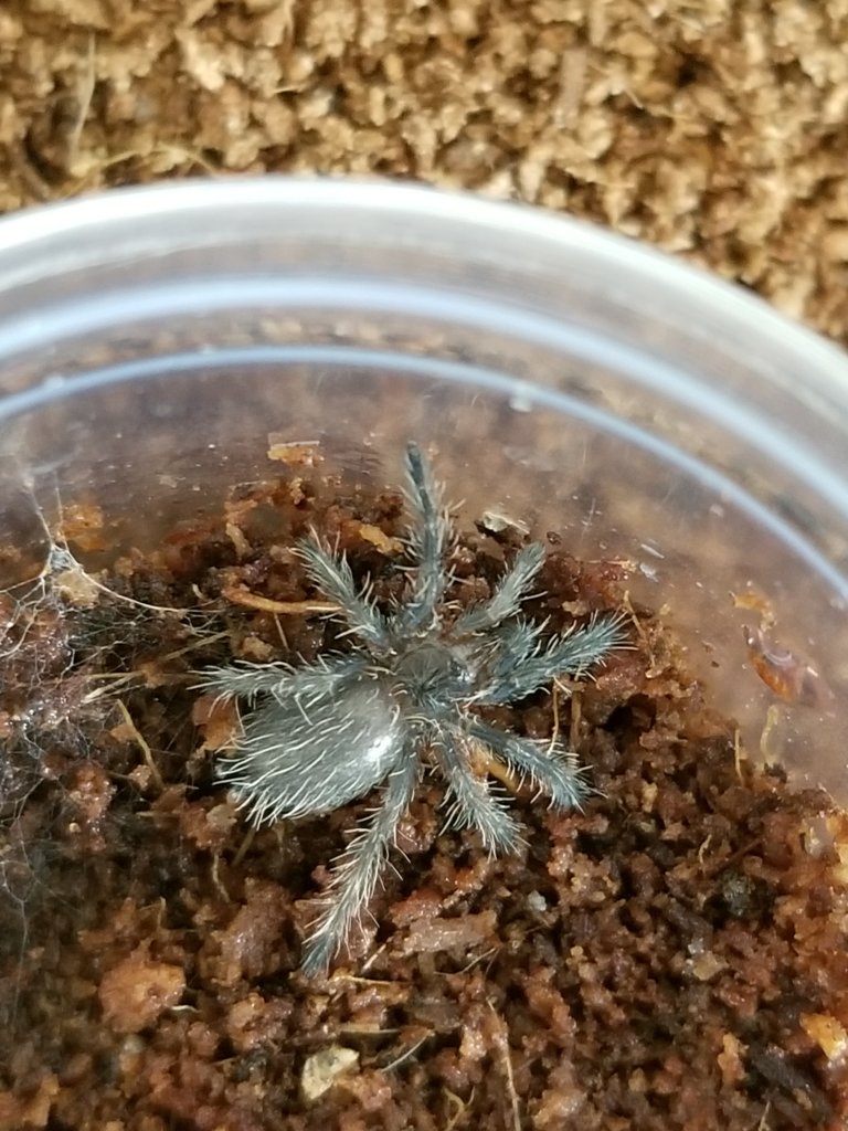 My Dolichothele diamantinensis Sling