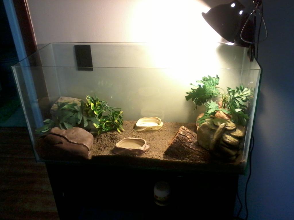 My Female Leopard Gecko Home