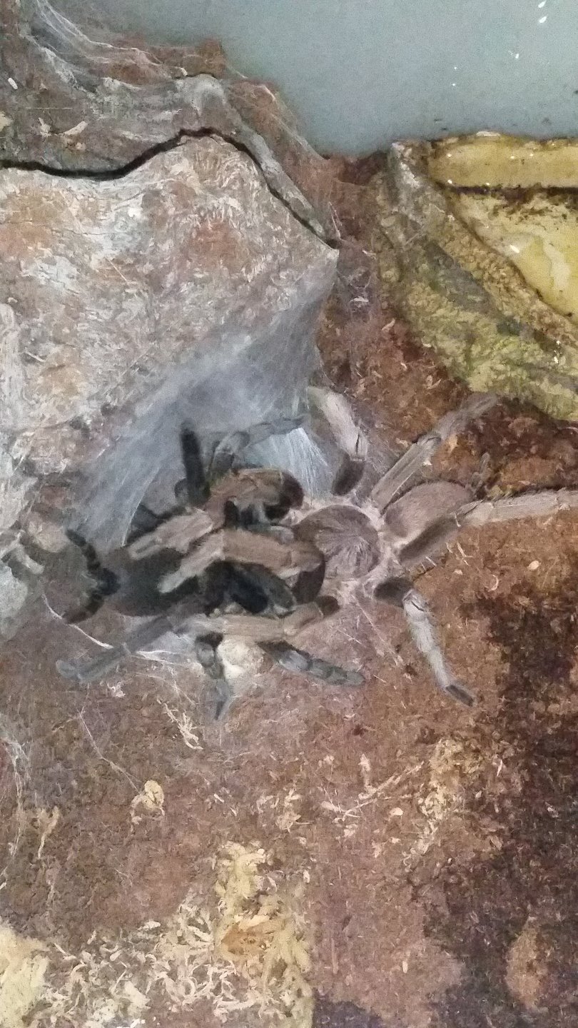 My first tarantula pairing!