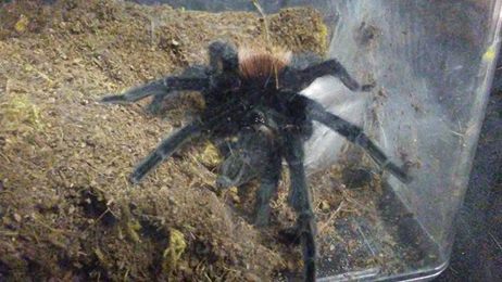 My first tarantula