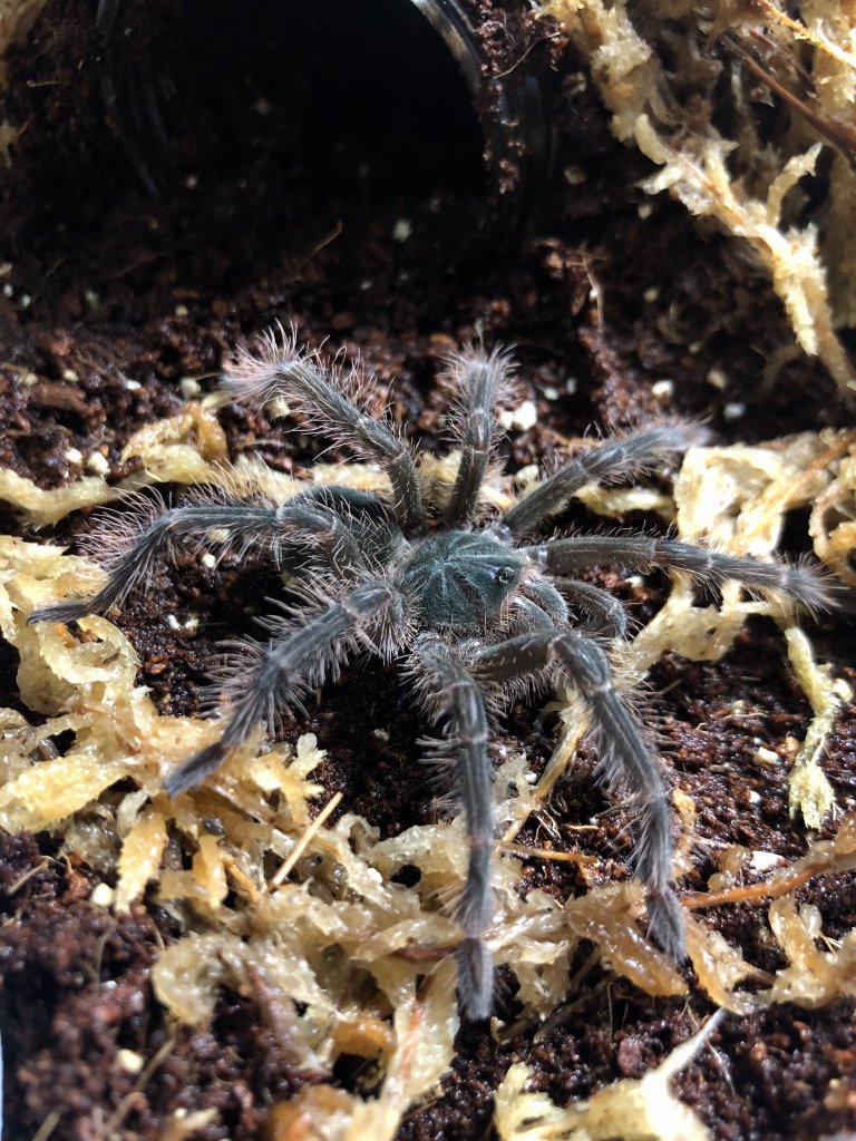 My first theraphosa!