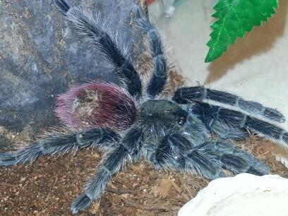 My freshly molted MF T.Ockerti