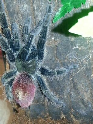 My freshly molted MF T.Ockerti