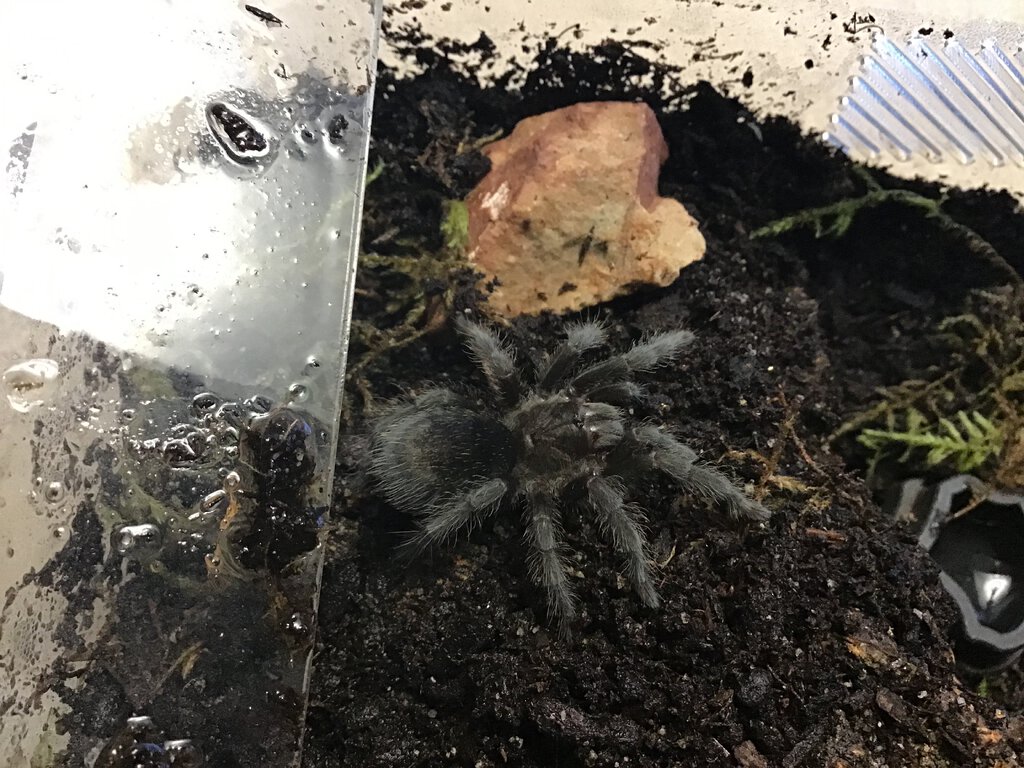 My G.pulchra velvet who molted 2 weeks ago: