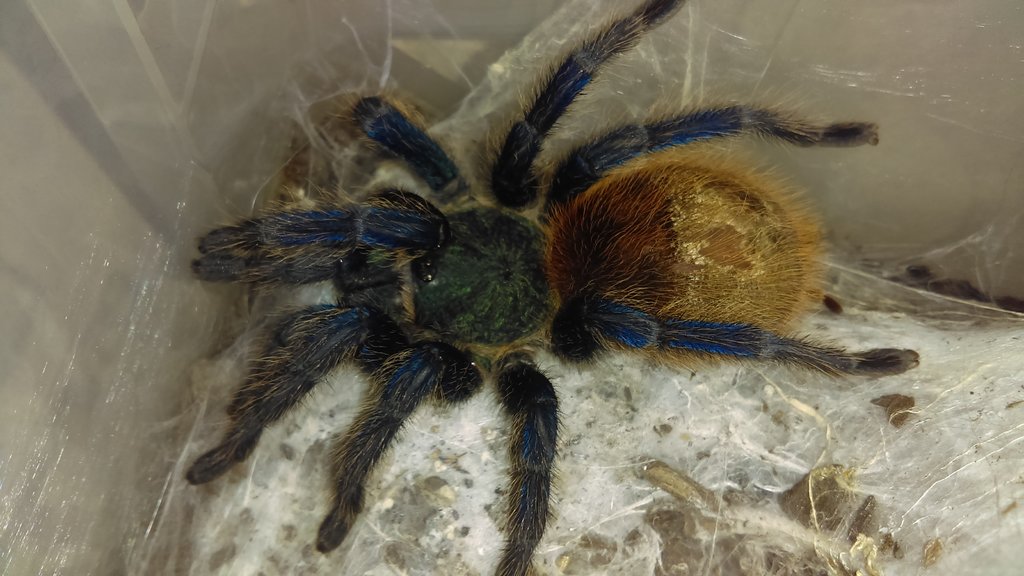 My GBB