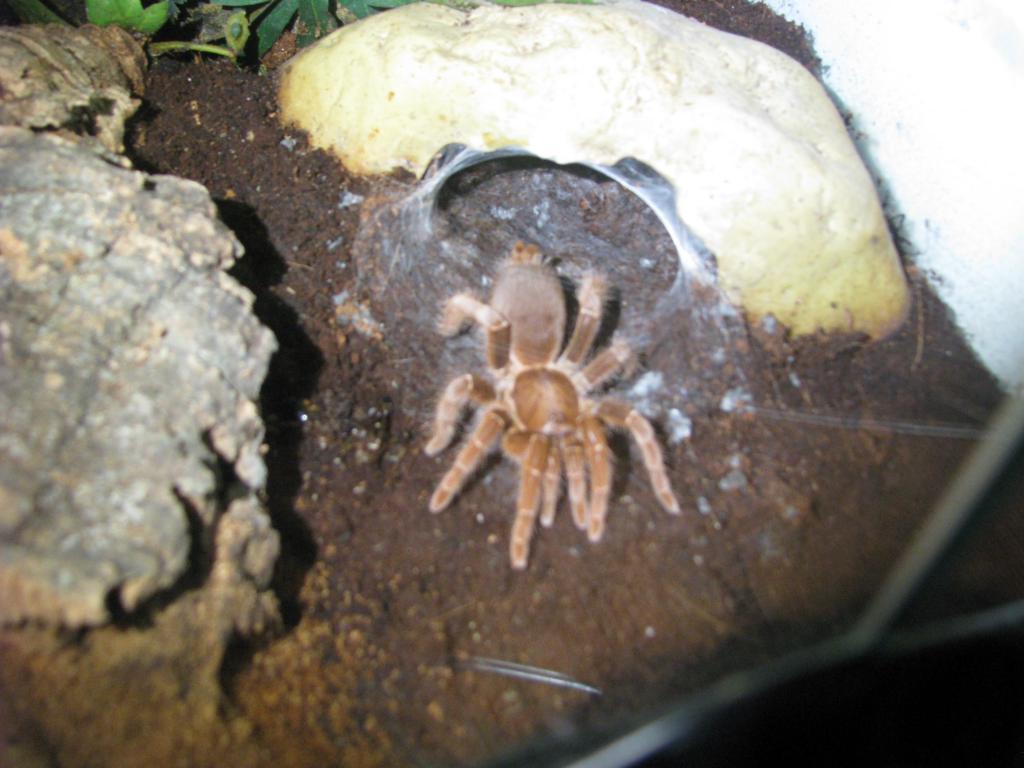 my..king baboon..Pelinobius muticus