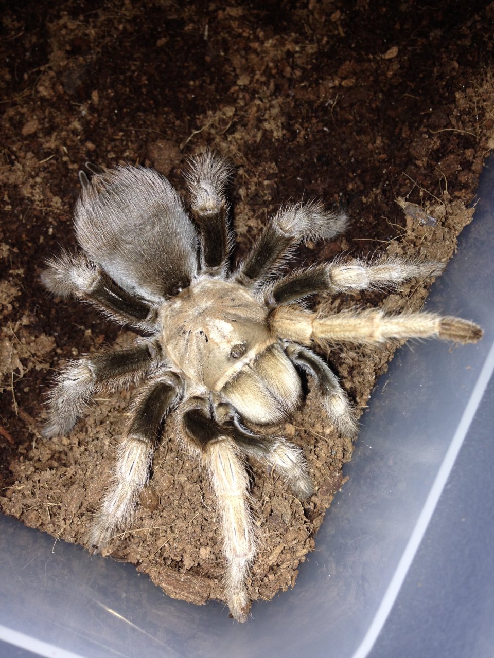 My new A. chalcodes