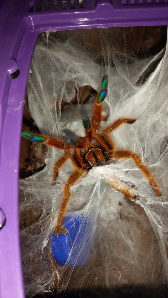 My OBT "Kenobi"