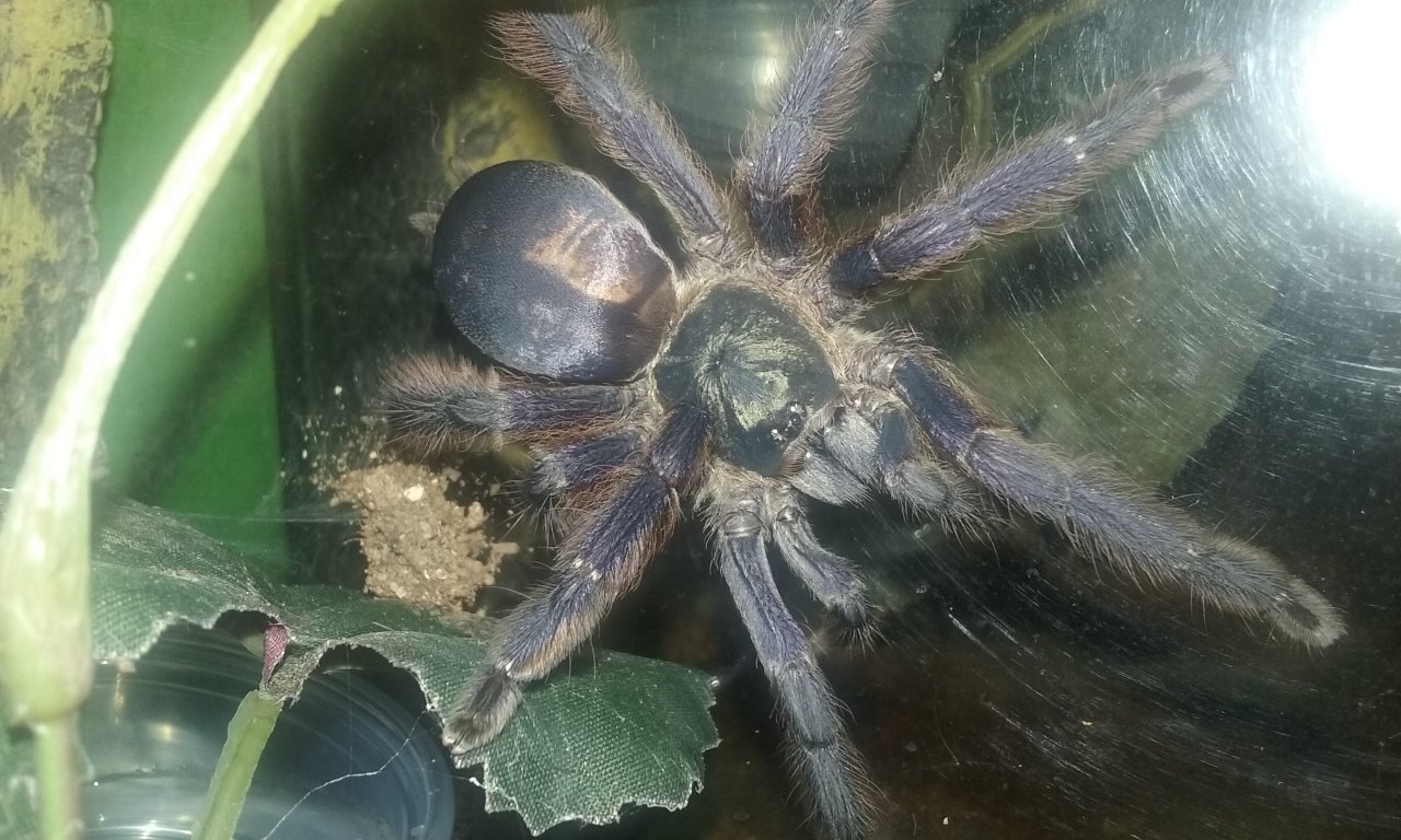 my odd female violaceus