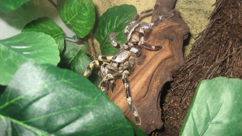 My P. Regalis female - Galadriel