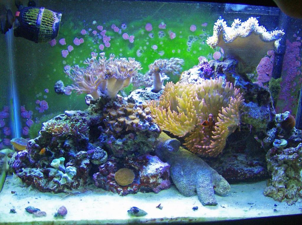 My Reef With Hosting Clown