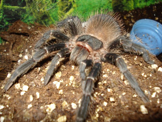 my salmon pink birdeater