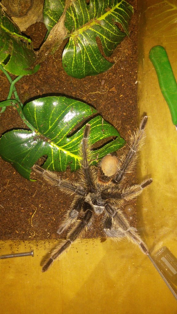 My tarantula