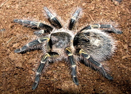 my tarantulas