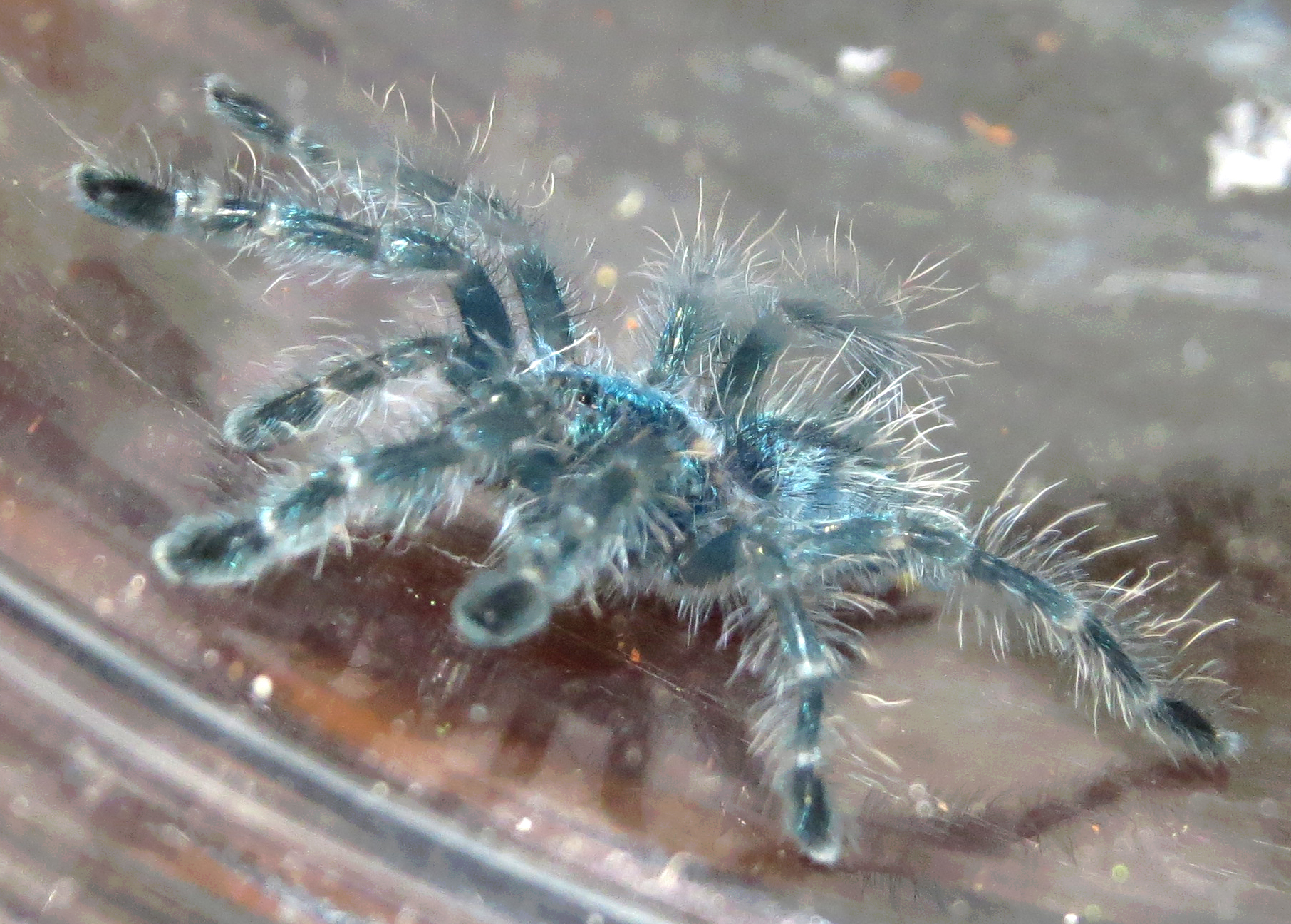 My Very Own Blueberry (Caribena versicolor 0.75")