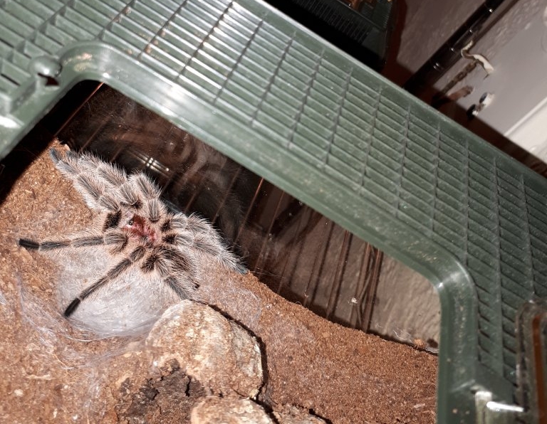 Mystery grammostola [1/3]