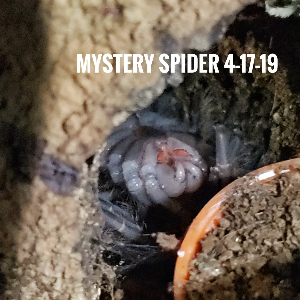 Mystery spider is finally molting