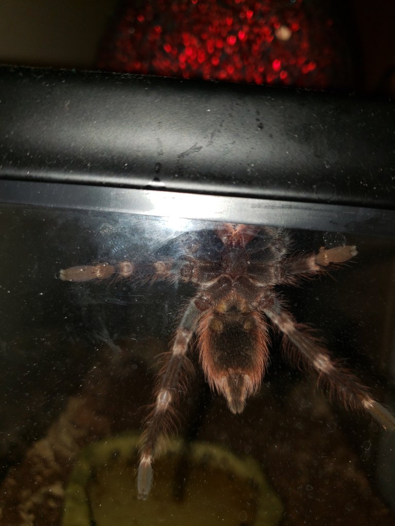 N. Chromatus 3.5"