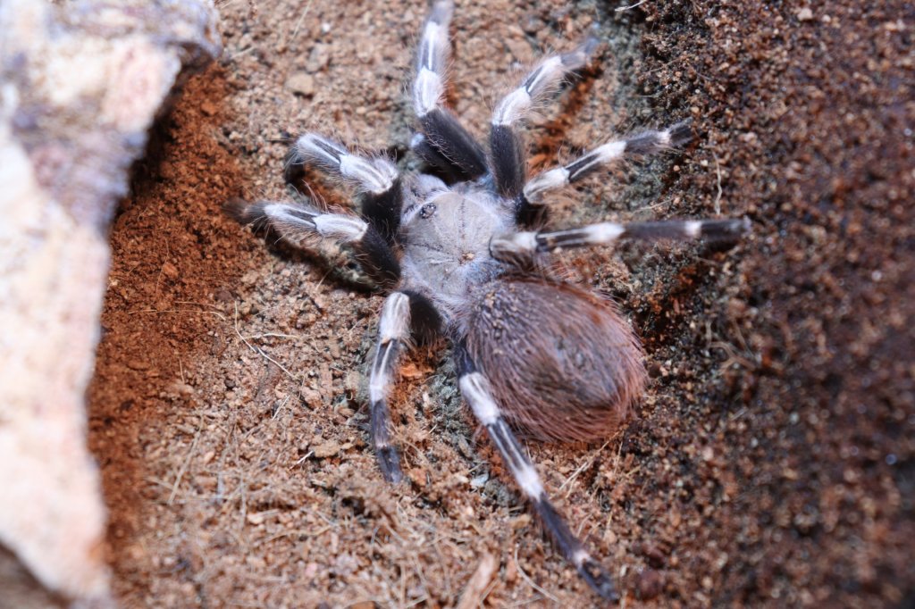 N. chromatus female