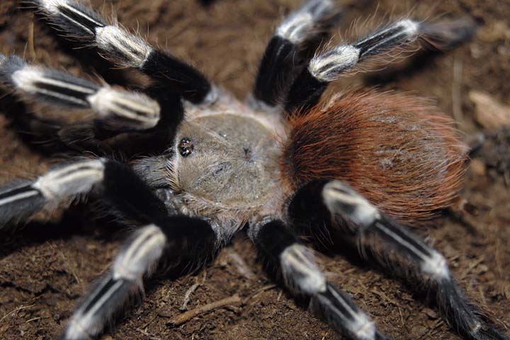 N. chromatus