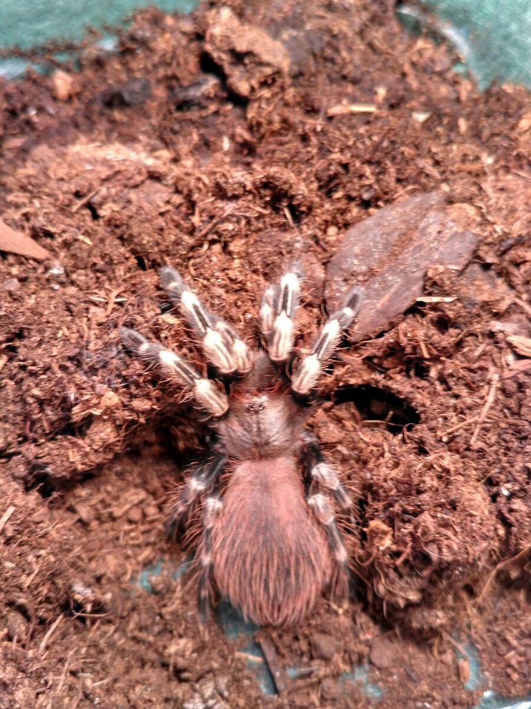 n. chromatus