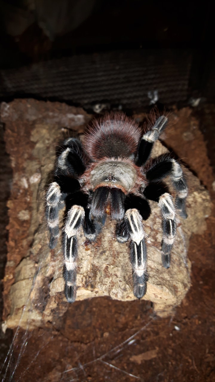 N.chromatus