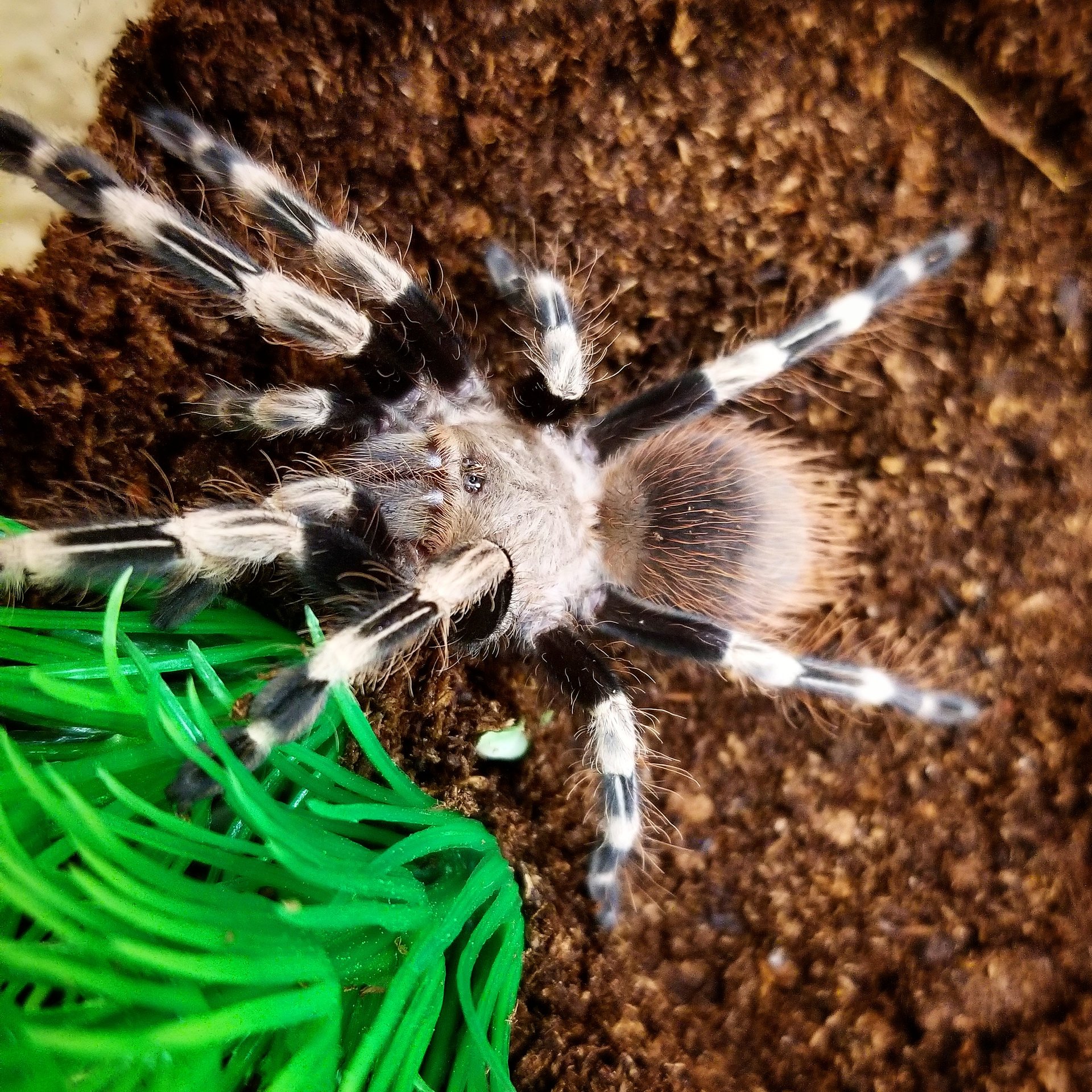 N. chromatus