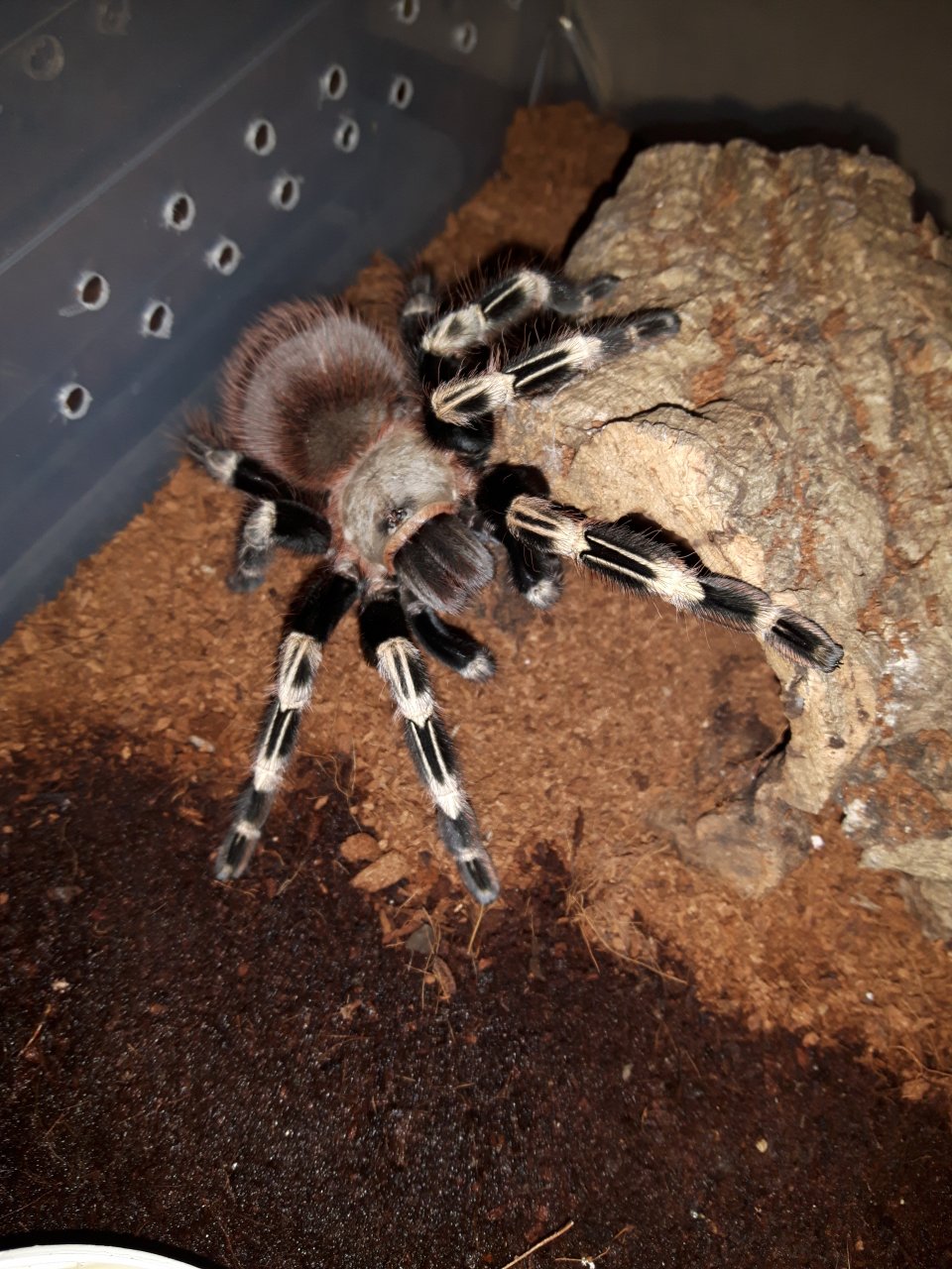 N.chromatus