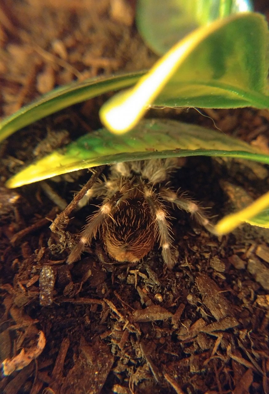 N. chromatus