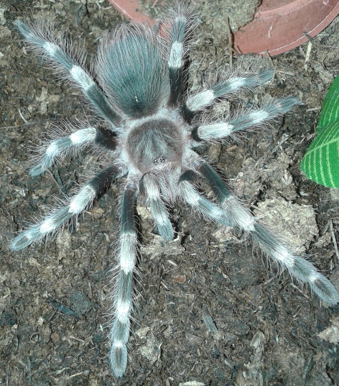 N. coloratovillosus L7