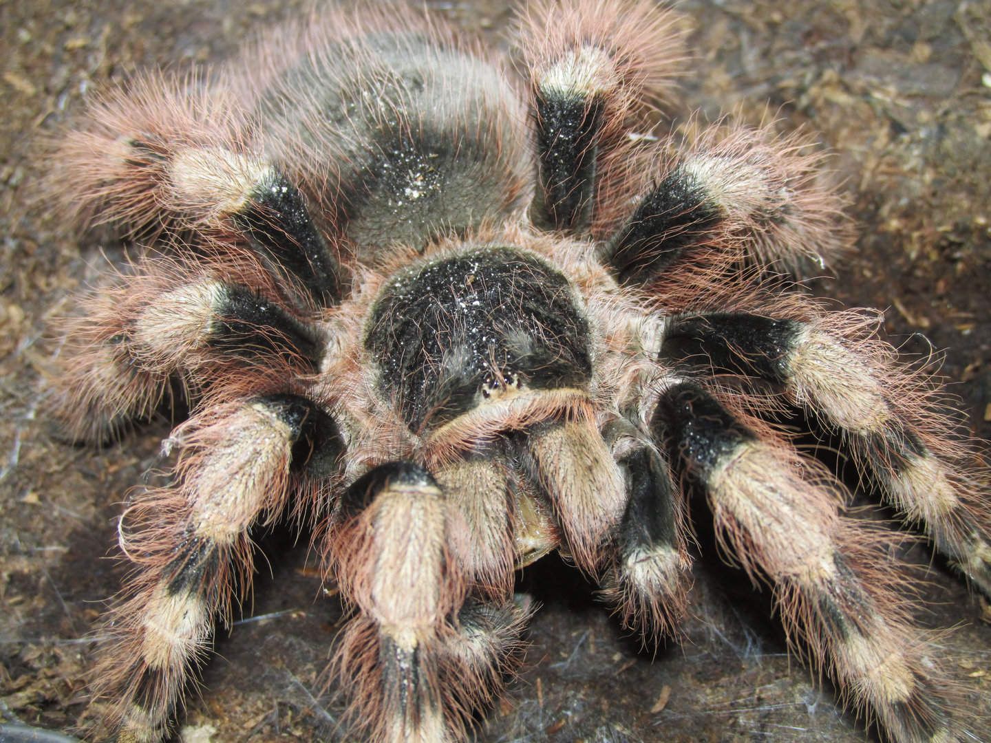 N. coloratovillosus