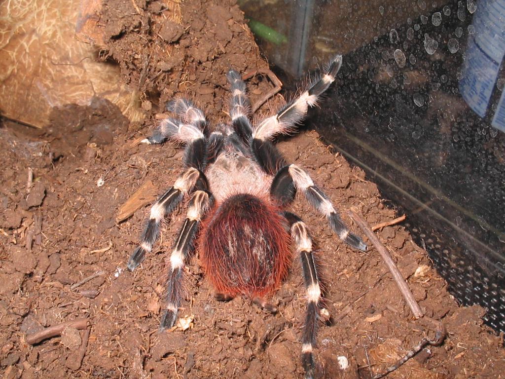 N.cromatus adult female