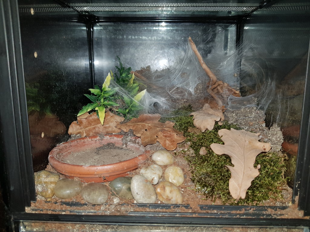 N. incei gold enclosure