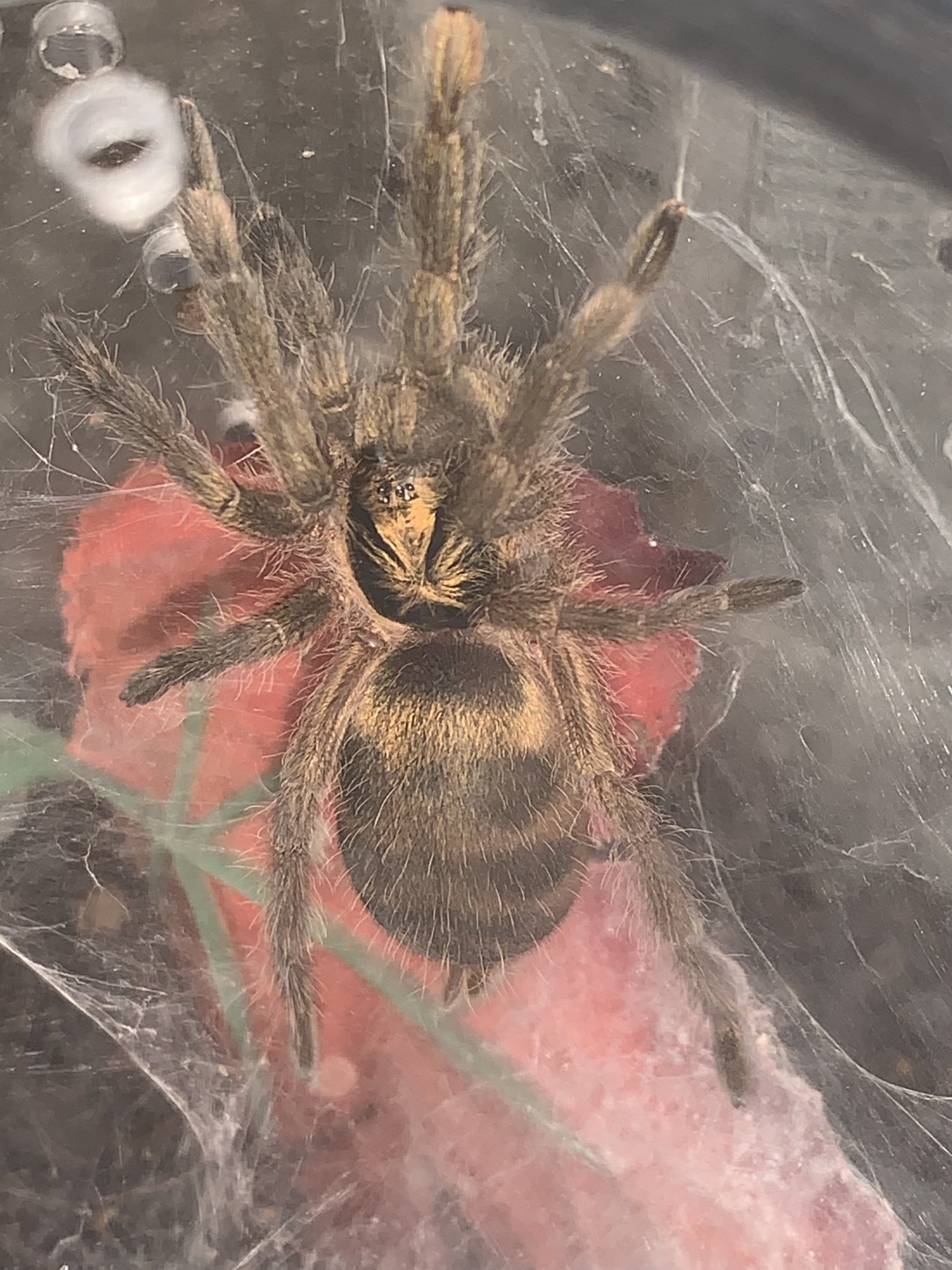 N. Incei Male