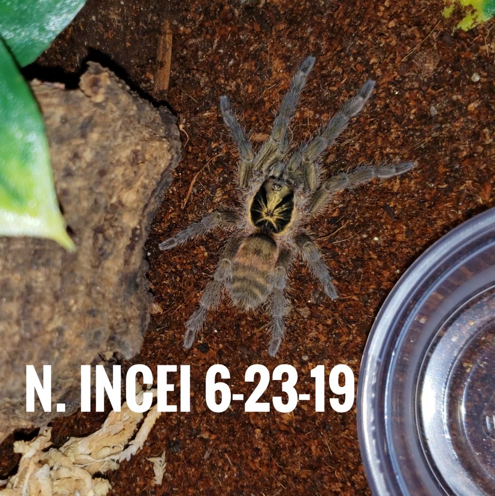 N. Incei