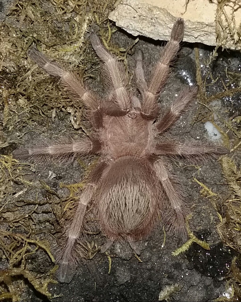 N. tripeppii