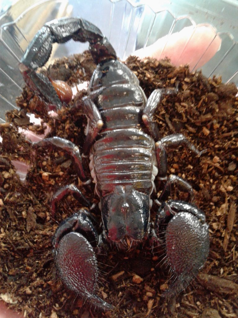 Name that scorpion