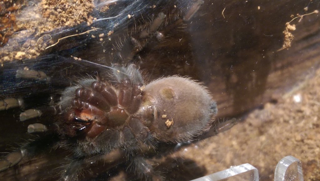 Need help sexing b. vagans