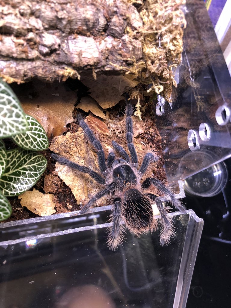 Need Help (Sold as Acanthoscurria geniculata)