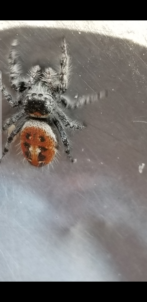 Need help with Species identification Jumping spider
