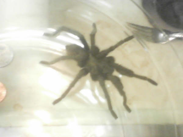 need id, tarantula found in redlands, california