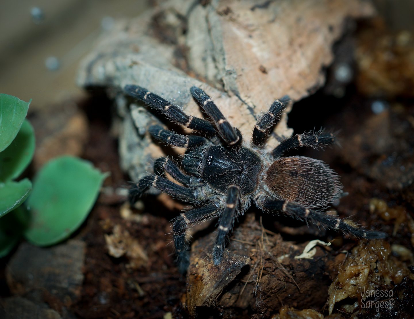 Neischnocolus sp. Panama Adult Female