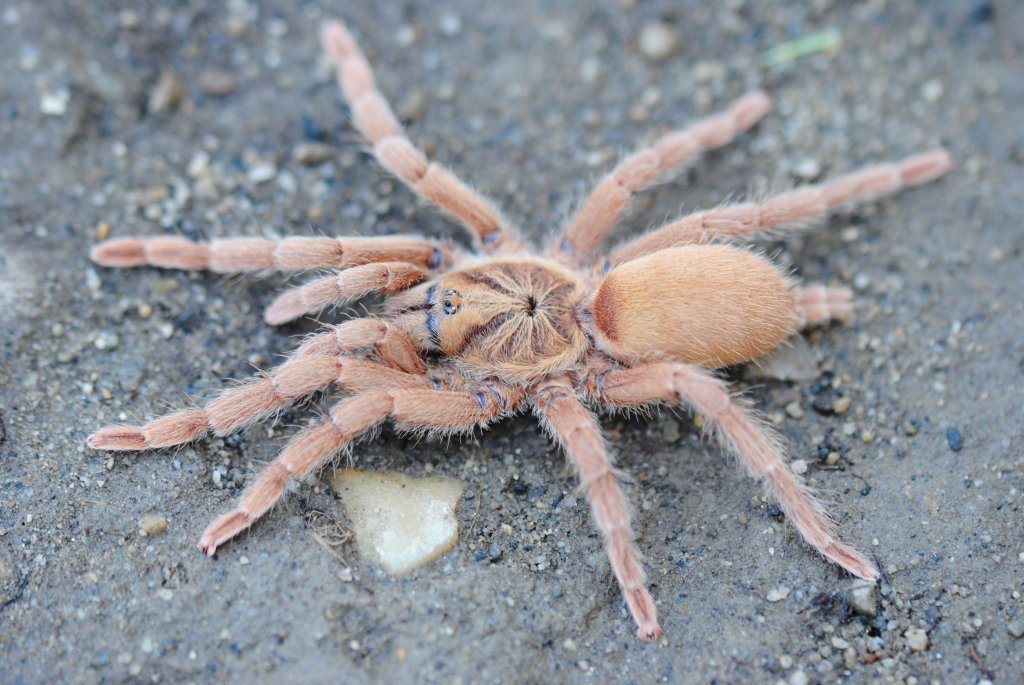 Neoholothele incei “Gold” - Female