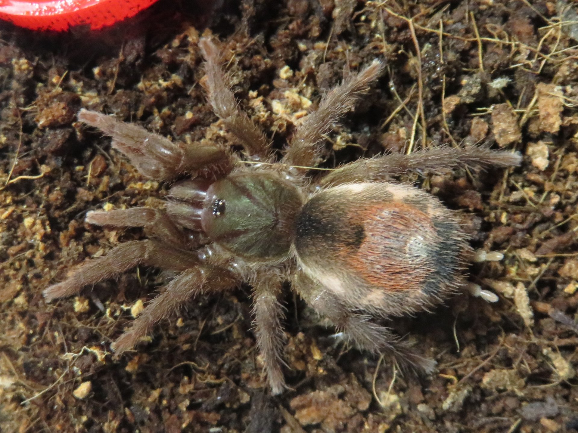 Neostenotarsus sp. "Suriname"